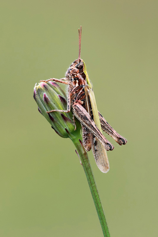 Common Field Grasshopper 1
